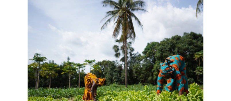 Agriculture, Food Security, and Livelihoods
