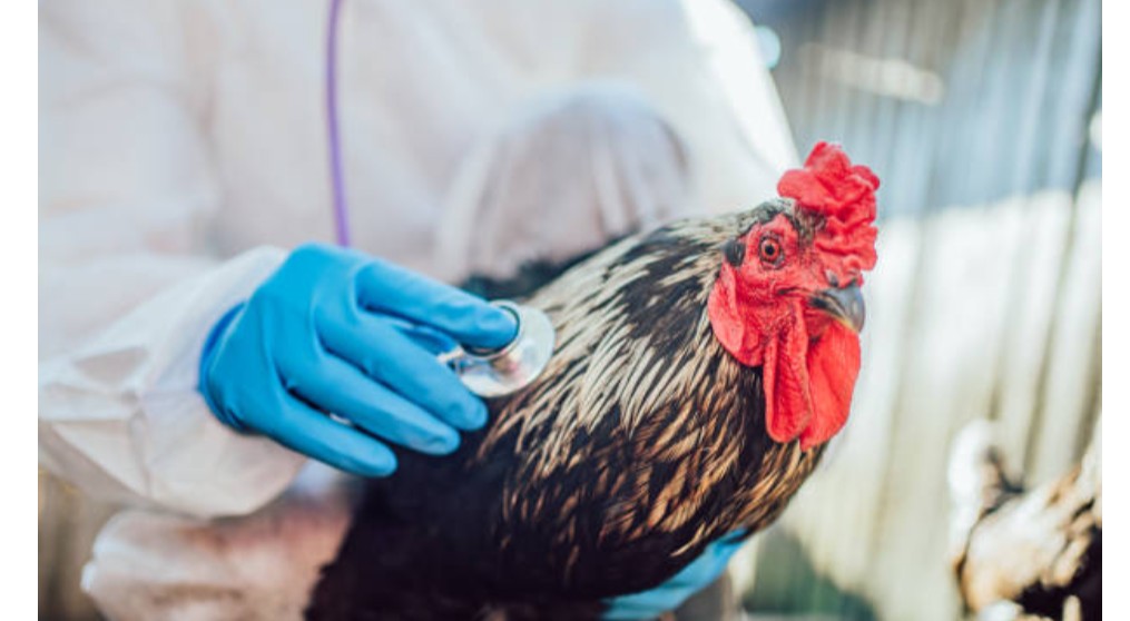 Livestock Management and Health Training Course