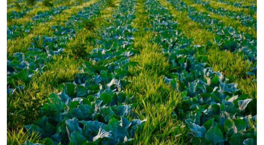 Nutrition-Sensitive Agriculture Training Course