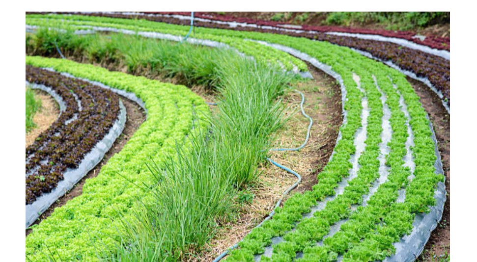 Permaculture Design for Sustainable Food Systems Training Course