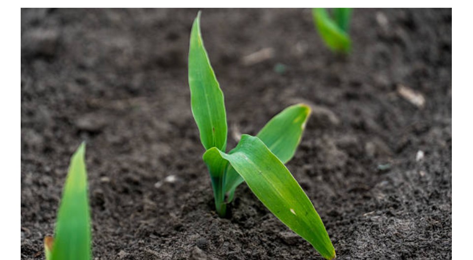 Soil Health and Fertility Management Training Course