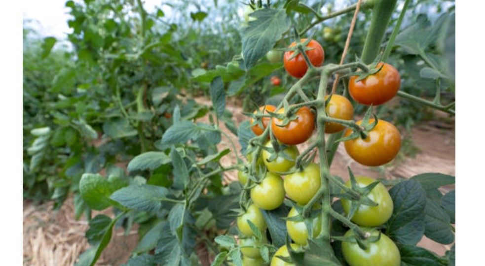 Sustainable Agriculture Practices Training Course