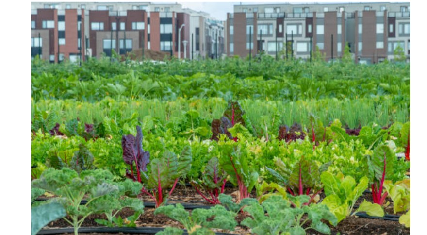 Urban Agriculture and Food Security Training Course