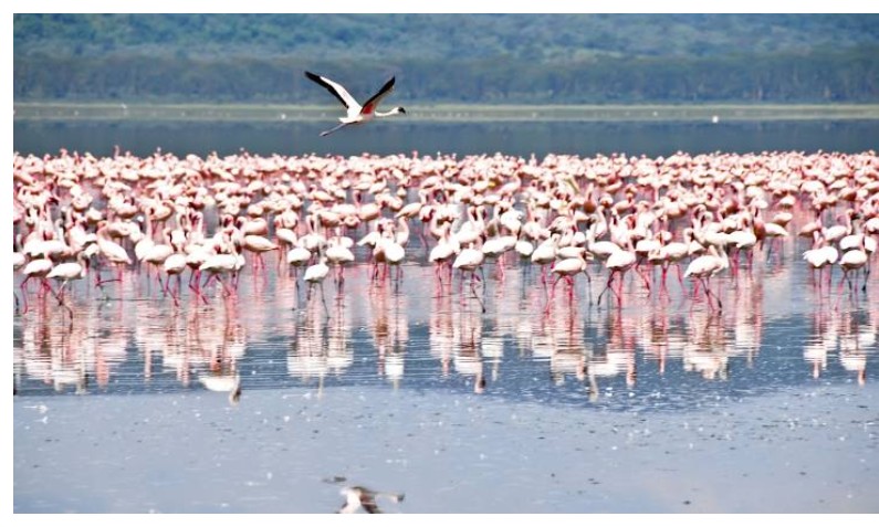 Nakuru, Kenya