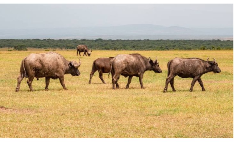 Nanyuki, Kenya